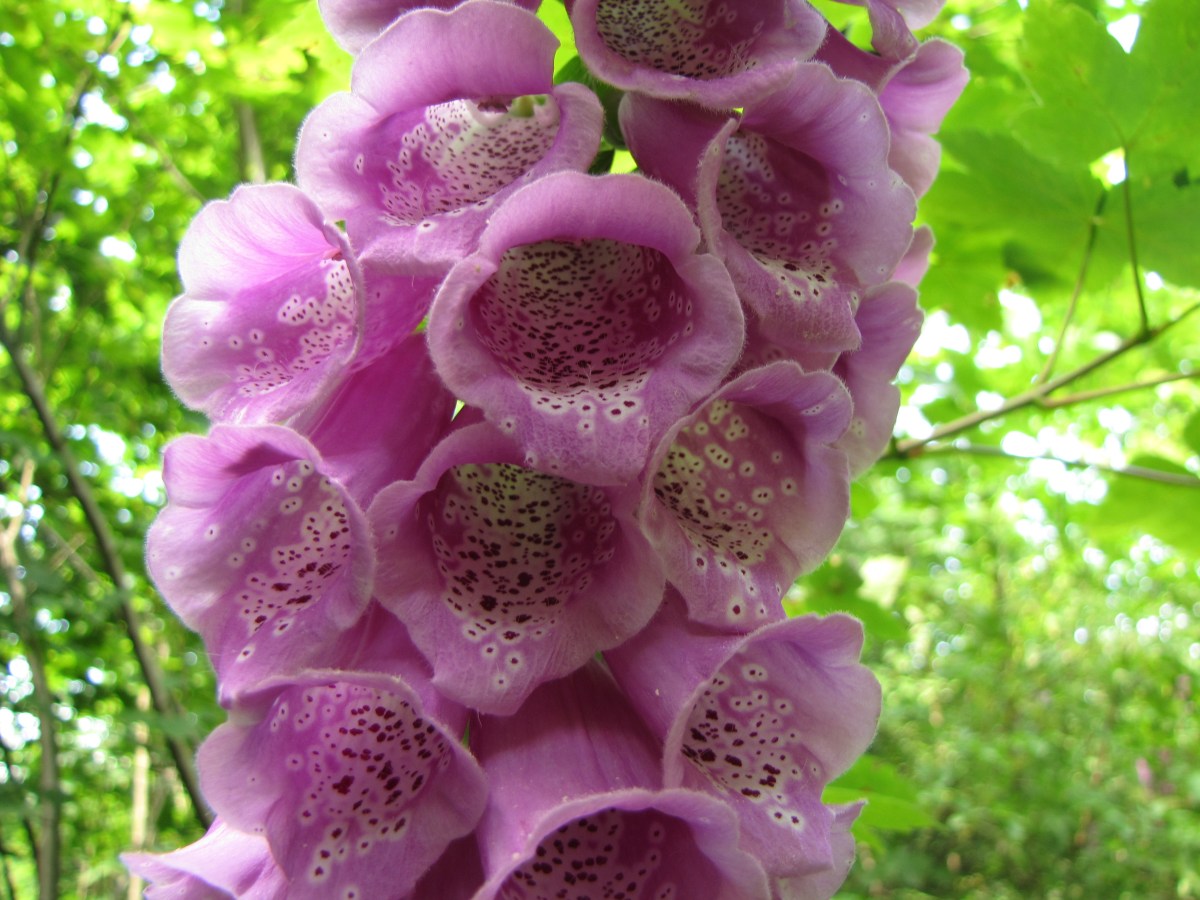 Etang de la Geneste 22 Juin&nbsp;2014
