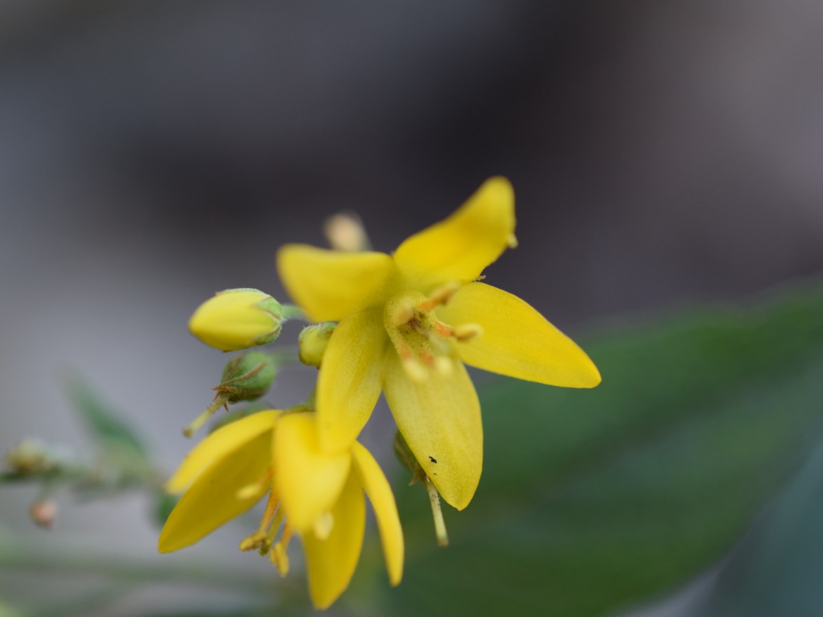 Gorges du Chassezac, Ardèche, 24 Juillet&nbsp;2022