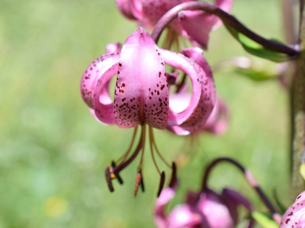 Pousterle 20 Juillet&nbsp;2021