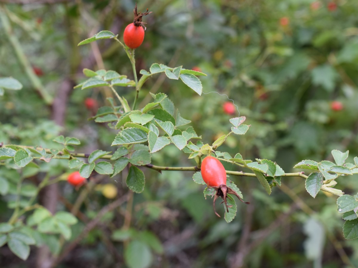 Etang du Corra 10 Septembre&nbsp;2022