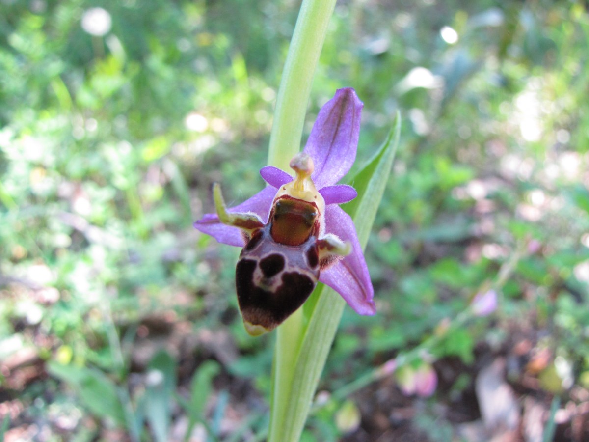 Dubrovnik 1er mai&nbsp;2012