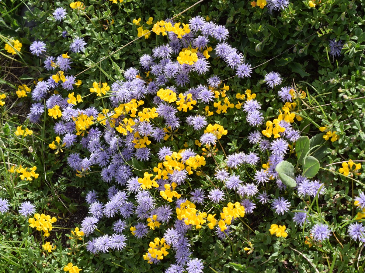 Le grand Aréa 2 Juillet&nbsp;2023