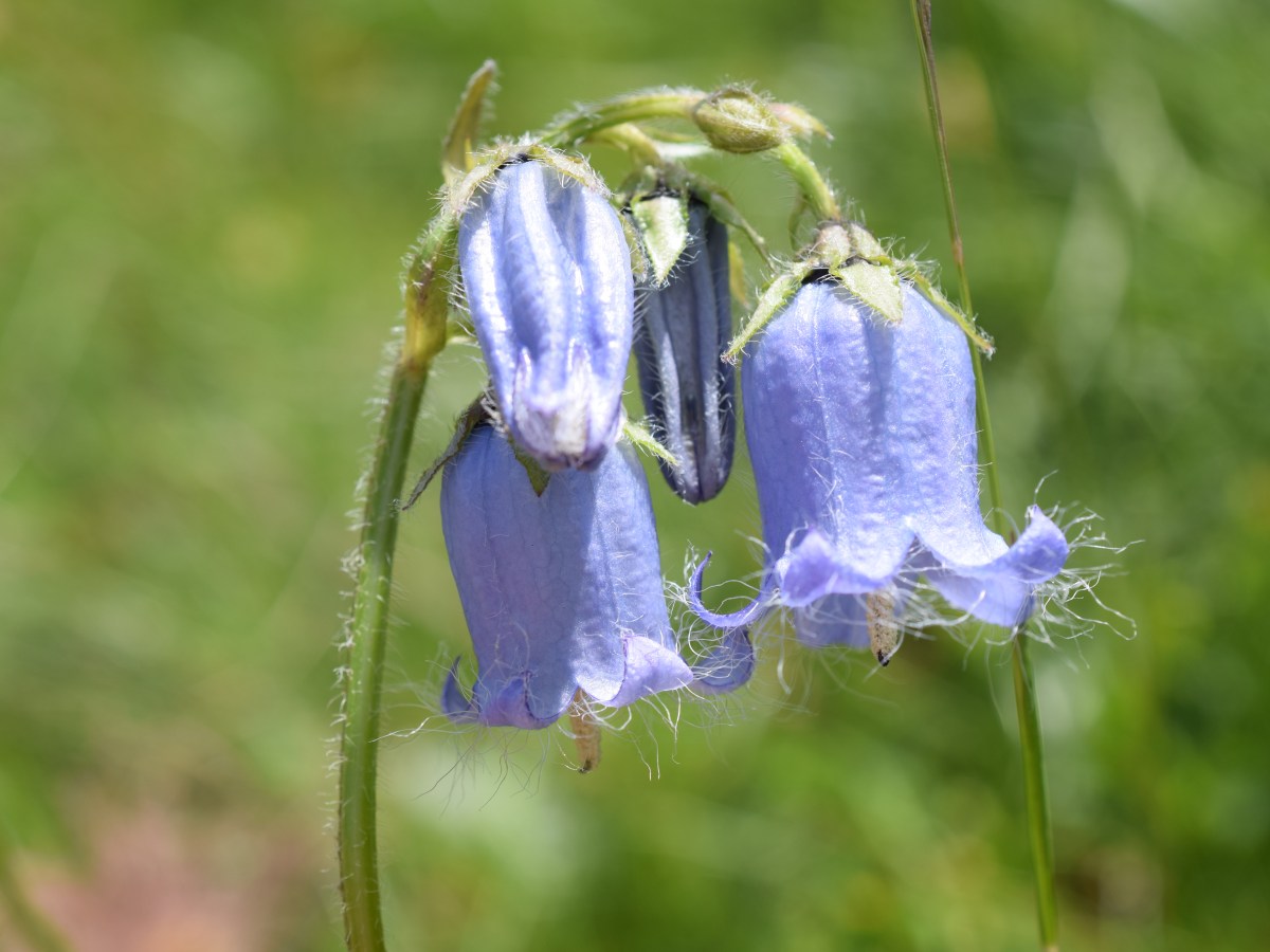 Sentier des crevasses, 5 Juillet&nbsp;2023