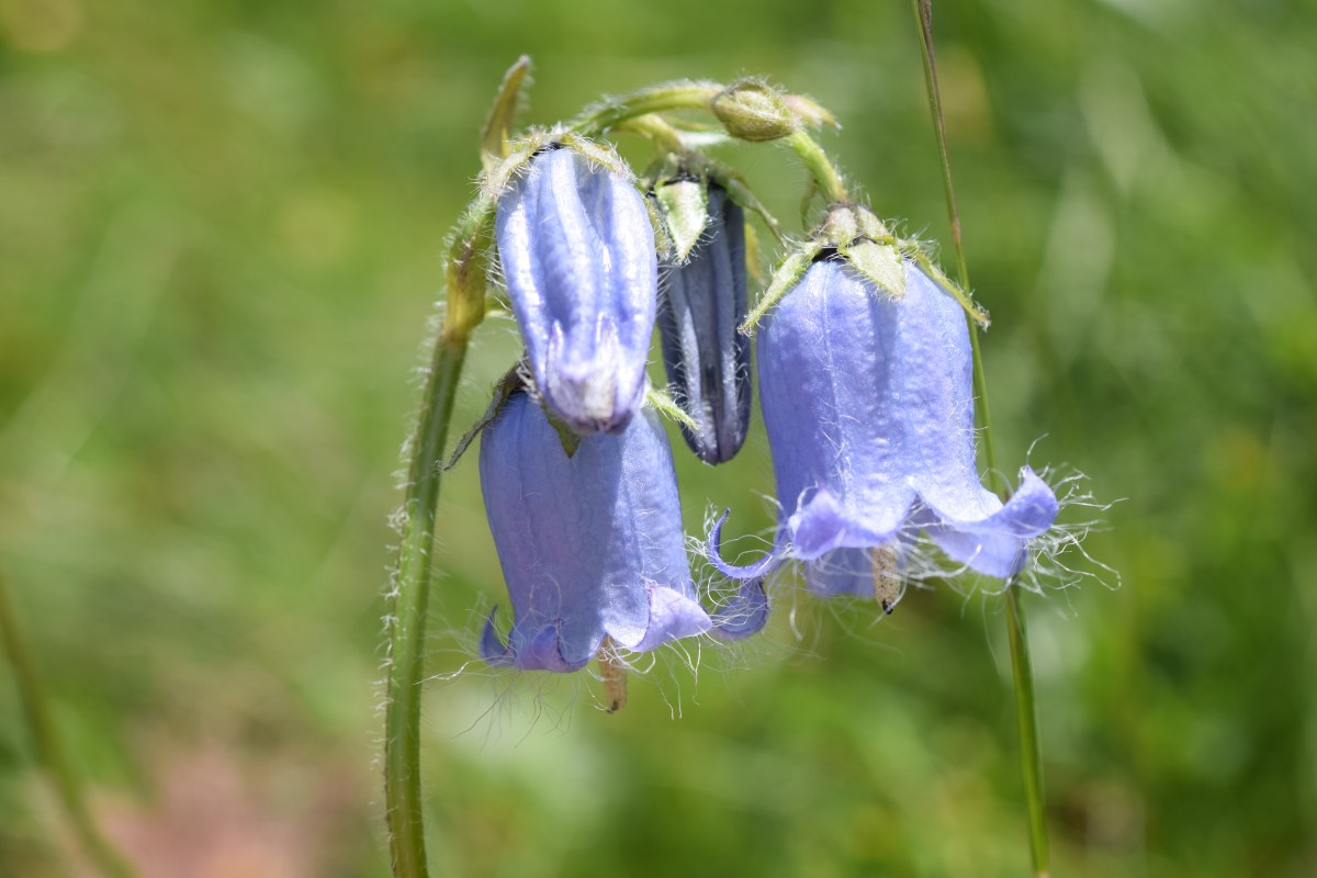 Sentier des crevasses, 5 Juillet&nbsp;2023