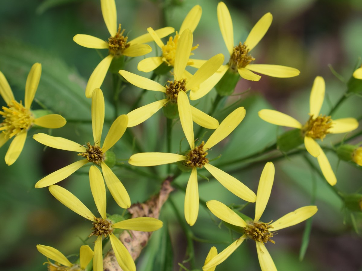Vallée de la Soča, Slovénie, 25 juillet&nbsp;2024