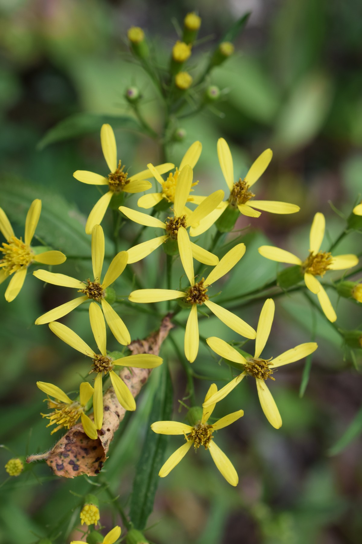 Vallée de la Soča, Slovénie, 25 juillet&nbsp;2024