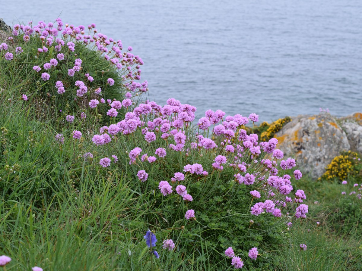 Saint Malo 7 mai&nbsp;2023